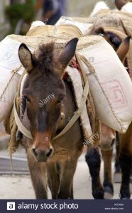 donkey-carrying-sacks